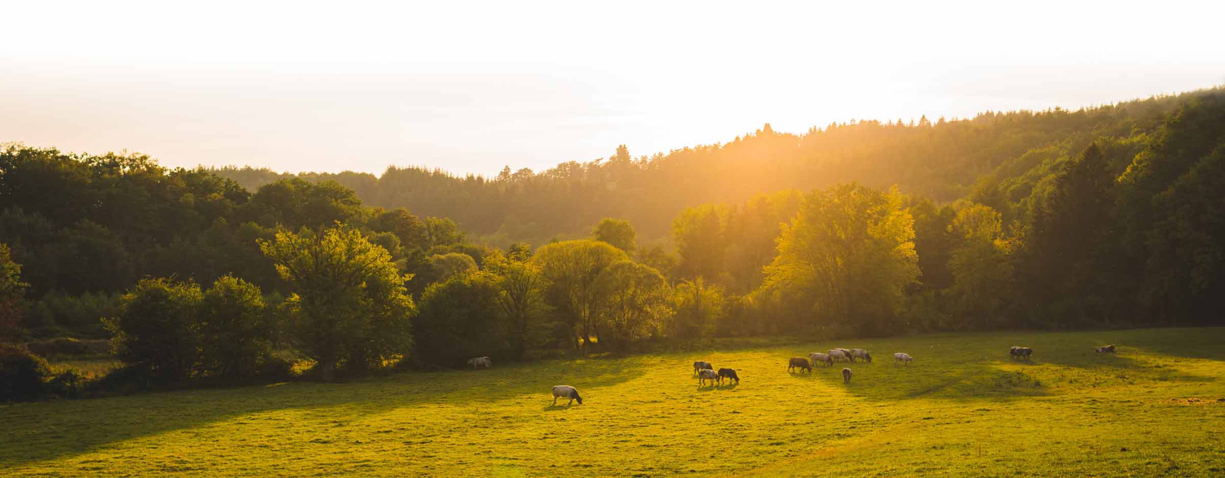 Image of Farmland