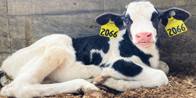 Forget the guinea pig, adopt a cow! Dairy farms across Wisconsin looking for classrooms to adopt calves