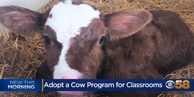Learn about the 'Adopt a Cow' program for classroom pets
