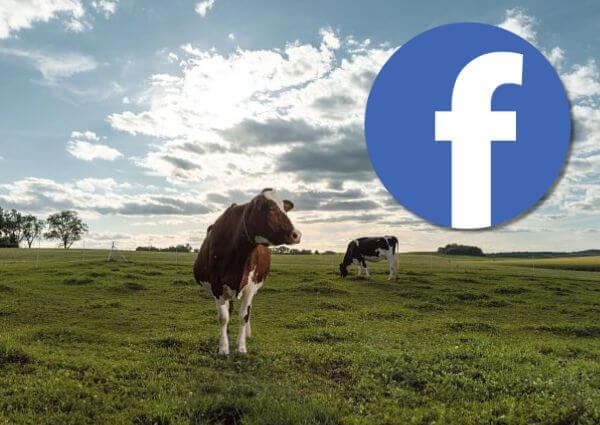 cow grazing in grass, Facebook icon