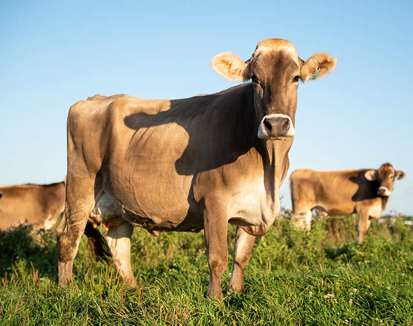 cow in field